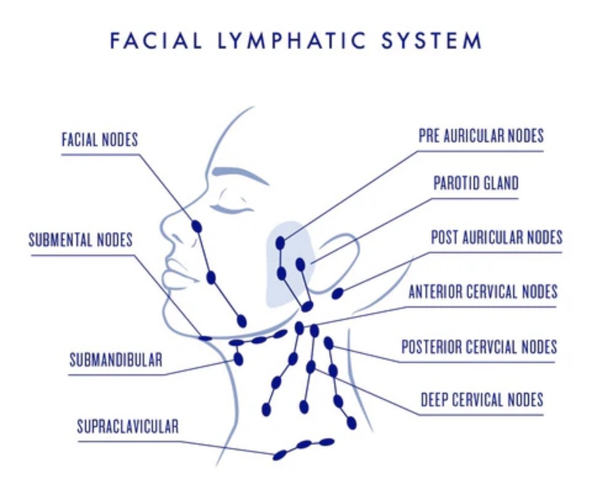 Lymphatic Drainage: The Secret to Radiant, Healthy Skin